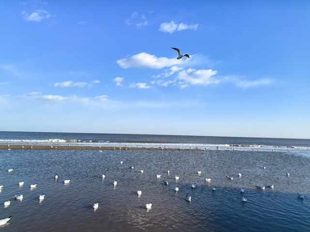 冬天來阿那亞餵海鷗可太開心了！