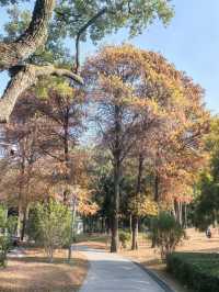 冬日秘境：天河公園的落羽杉幻境