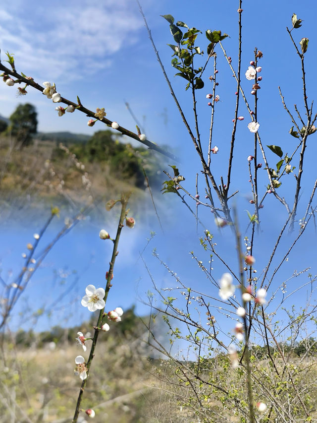馬巒山郊野公園 | 邂逅冬日裏的詩意美好