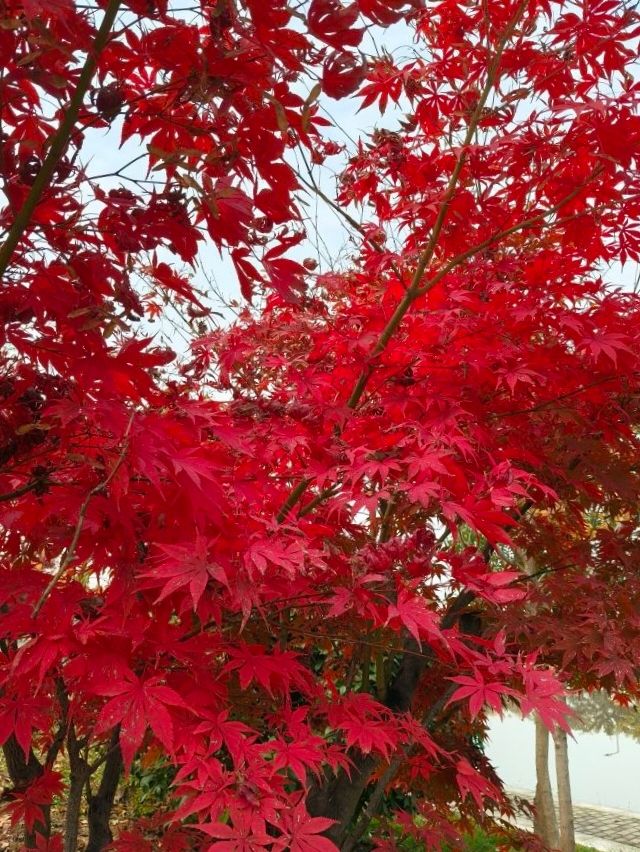 秦嶺國家植物園