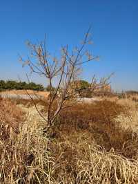 和下渚湖濕地公園在冬日暖陽中相遇