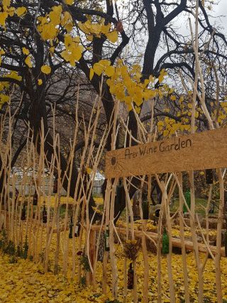 The Golden charm of Areni