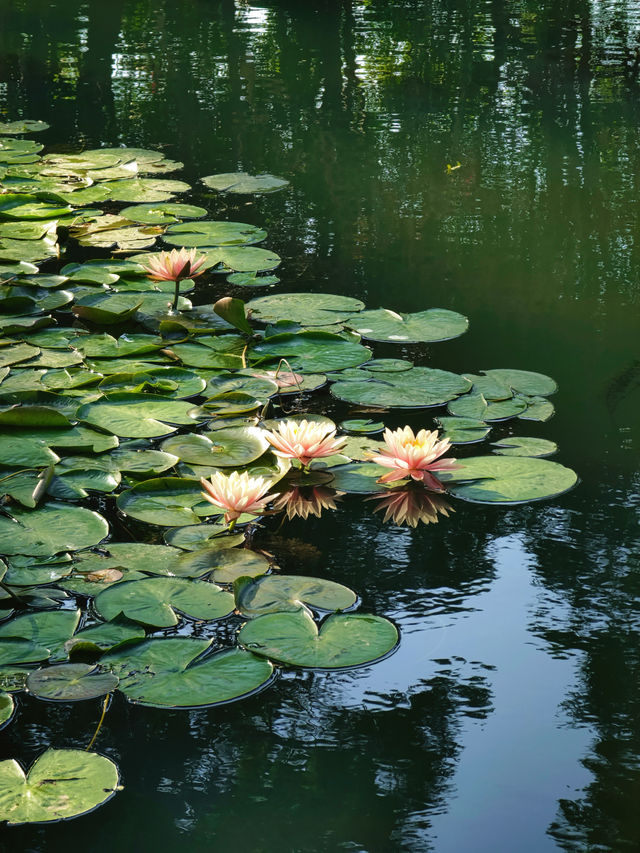 深圳好逛公園系列｜落羽杉草地和流水潺潺