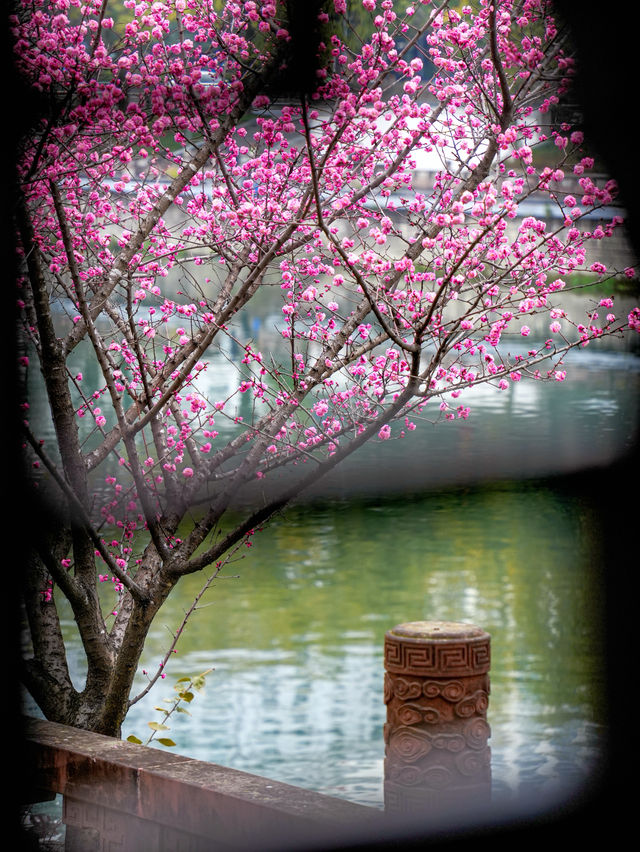 報～ 望江樓公園的梅花已到最佳觀賞期！