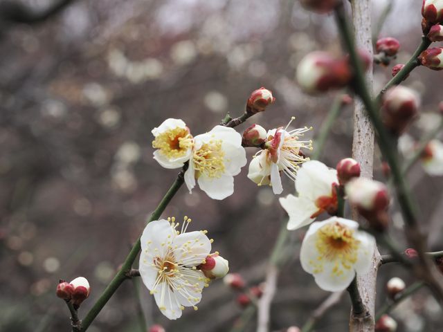 南京古林公園梅花已開，免費景點