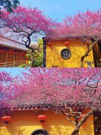 尋梅還得來鐵佛寺，一花一禪心！