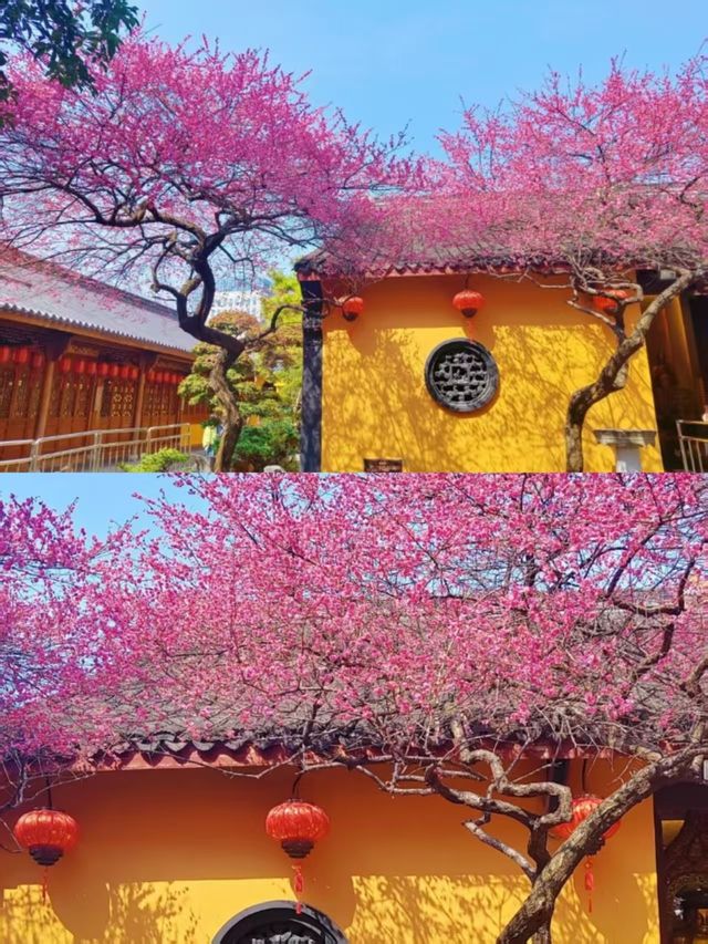 尋梅還得來鐵佛寺，一花一禪心！