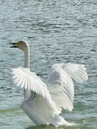 Swan River in Autumn 