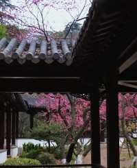 2月17日實拍南京雨花台梅崗梅花已上線今年