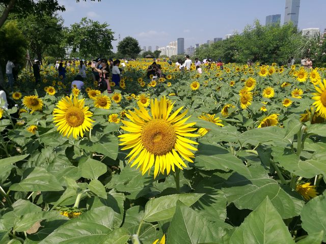 步入花海