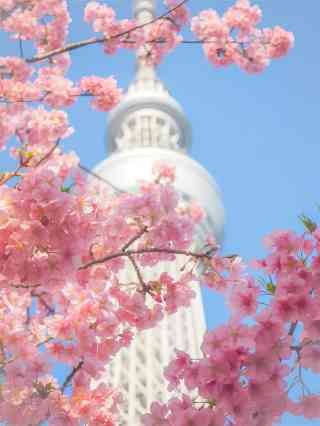 cherry blossom※プロフ確認 2026 Recommended Cherry blossom viewing in Roppongi (Updated July