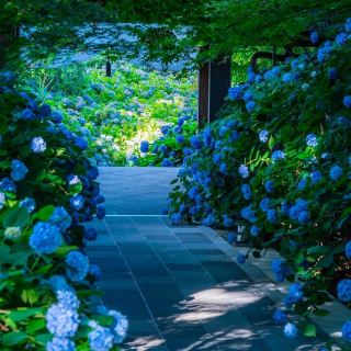 Next, Japan 💐 was so beautiful that I cried with the blue and purple hydrangea sea!