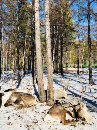 10-Day Tour of Harbin-Mohe Arctic Village: A Frozen Wonderland Adventure