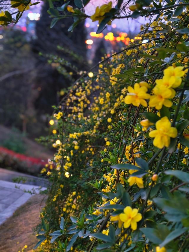 簡陽鰲山公園，春回大地