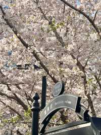 🌸邂逅「秒速五厘米」般的浪漫櫻花Live