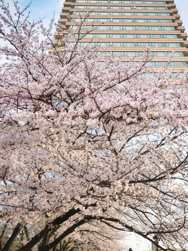 武漢櫻花季保姆級攻略！避開人海拍神仙大片