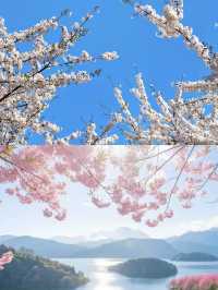 貴安櫻花園這麼大，怎樣玩才最過癮？
