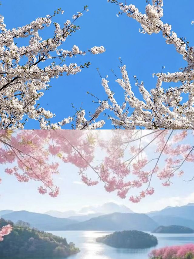 貴安櫻花園這麼大，怎樣玩才最過癮？