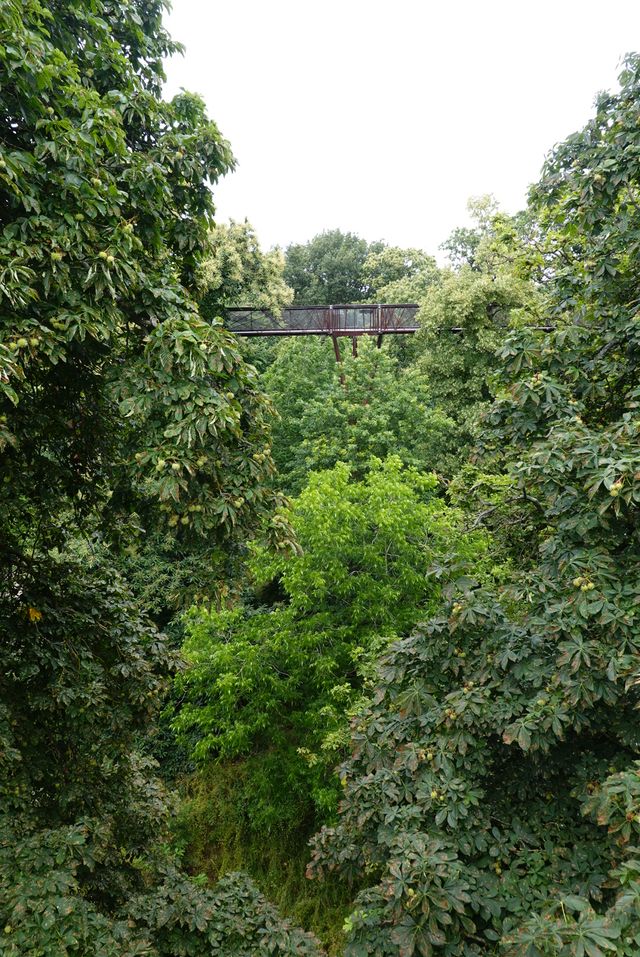 Exploring the Treetop Walkway at Kew Gardens