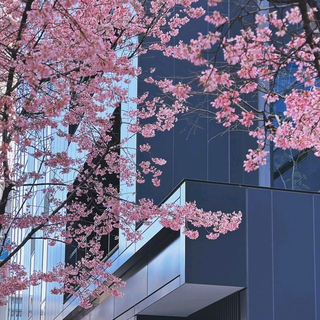 🌸3.9日本橋櫻花，陽光下的絢爛之美