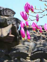 3.16實拍 含苞待放才是最美的最高境界
