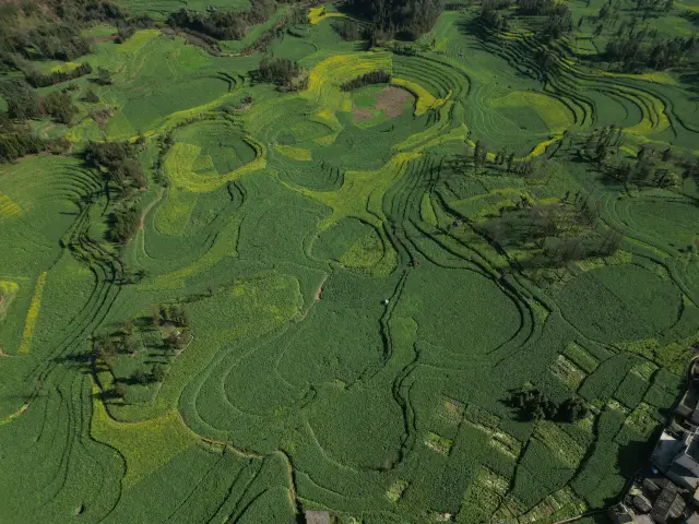 Luoping, Yunnan: Spring's Exclusive Romance at the Spiral Fields and Nine Dragons Waterfalls