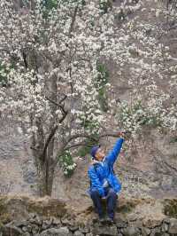 金川3.18實拍預測這裡即將成為春日旅行天花板