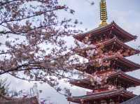 🌸Trip接送機|日本春日出遊指南·東京篇1