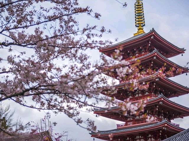 🌸Trip接送機|日本春日出遊指南·東京篇1
