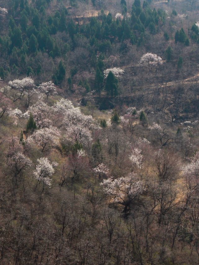 新密徐霞客古道 | 千年行旅遇上杏花海