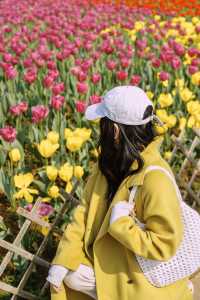 春天的影像詩｜不需要濾鏡的長沙花海