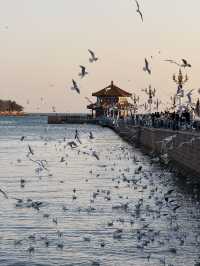 青島-威海-煙台Citywalk探索不一樣的海濱風情