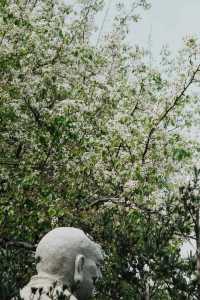 廈門【石室禪院·梨雪禪韻】
