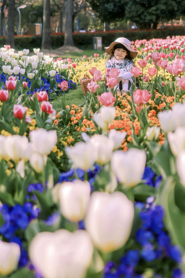 上海市區這片鬱金香花海已經盛開 3.21 實況