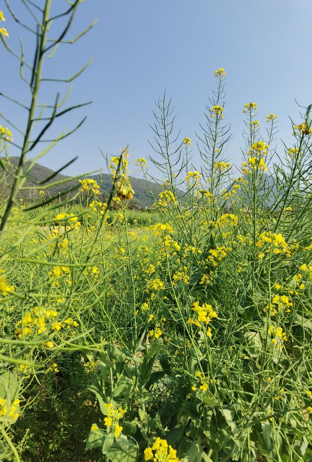 鄉間村野油菜花故