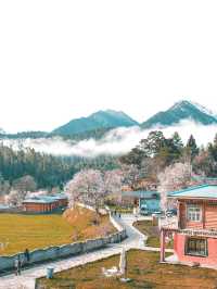 林芝桃花之旅｜來嘎瑪穿藏服釀桃花蜜