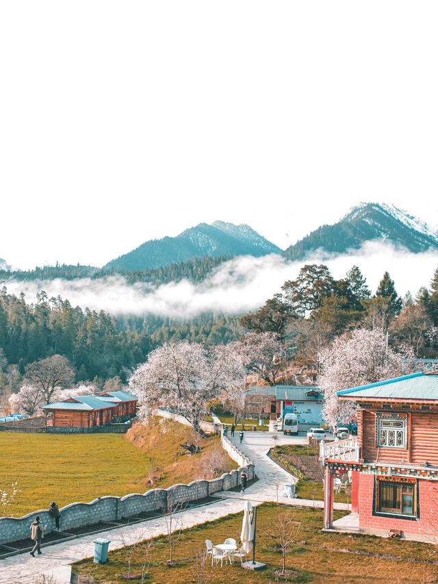 林芝桃花之旅｜來嘎瑪穿藏服釀桃花蜜