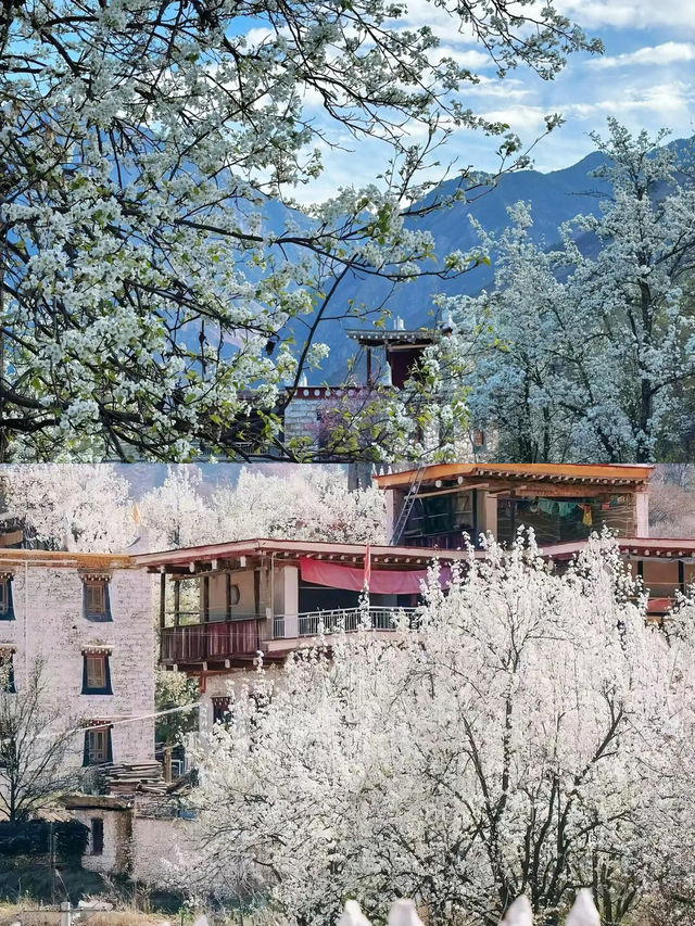 不騙你！3 - 4月的金川梨花太值得衝了