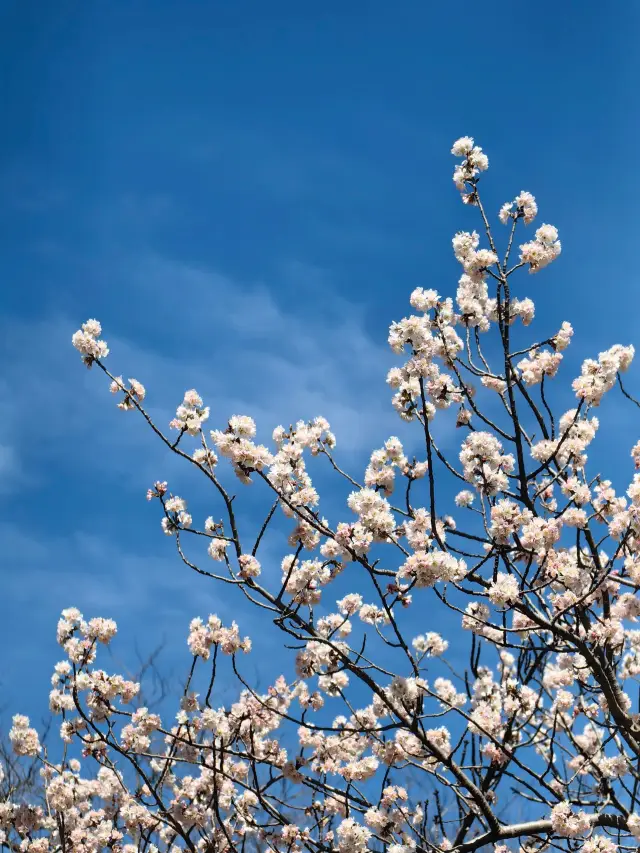 [Yuyuantan Cherry Blossom Season | Embark on a Springtime Romance]