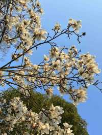 西湖公園踏春聖地