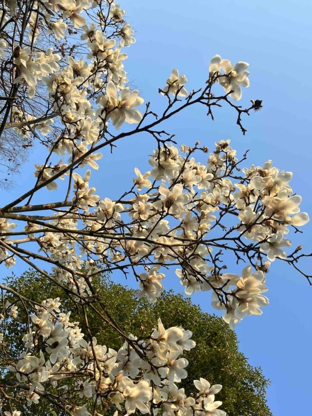 西湖公園踏春聖地