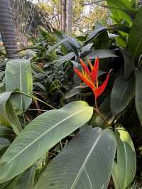 Shenzhen City Walk | Luohu Greenway