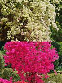 蓮花山公園|趁著花期走去深圳的春天裡
