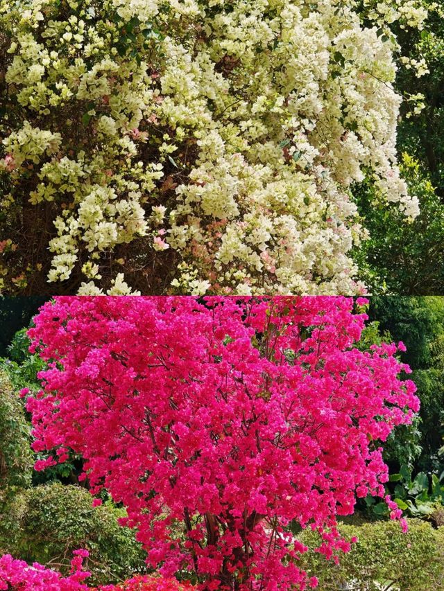 蓮花山公園|趁著花期走去深圳的春天裡