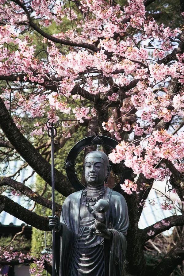 春分の日に花を楽しむ