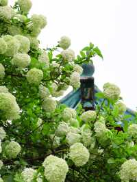 長沙烈士公園繡球花觀賞攻略4月必衝