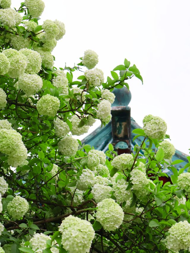 長沙烈士公園繡球花觀賞攻略4月必衝