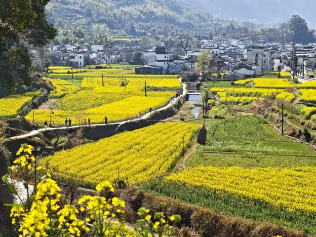 三月底婺源油菜花旅遊攻略