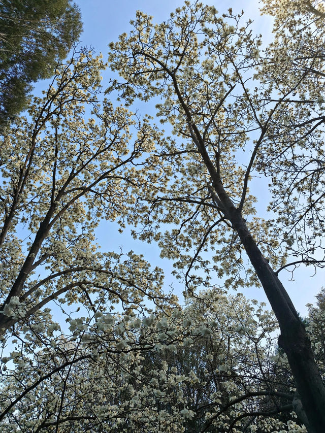 賞花好去處｜國家植物園