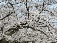 🌸🌸福岡舞鶴公園的櫻花，真的超級絕美！！！